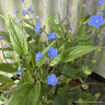 Omphalodes cappadocica 'Cherry Ingram' 2L