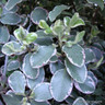 Pittosporum tenuifolium 'Silver Queen' 10ltr