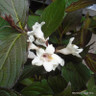 Weigela Ebony & Ivory 5ltr