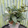 Weigela 'Ebony & Ivory'