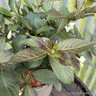 Weigela 'Ebony & Ivory'