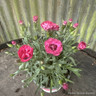 Dianthus Early Love