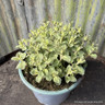 Nepeta faas. 'Purrsian Blue' (p17)