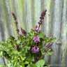 Salvia 'Rose Marvel'