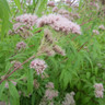 Eupatorium cannabinum 3ltr