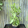 Eupatorium cannabinum 3ltr