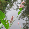 Persicaria amphibia 3 ltr
