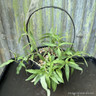 Persicaria amphibia 3 ltr