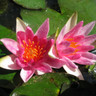 Nymphaea ' Alba var. Rubra' 3 ltr (water lily)