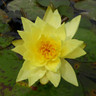 Nymphaea ' Lemon Mist' 3 ltr (water lily)