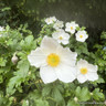 Anemone 'Dancing Swan' 3L
