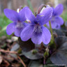 Viola labradonica 9cm