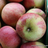 Apple 'Jona Gold' 2-3yr tree on MM106 rootstock (Potted)