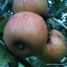Apple 'Ashmead's Kernel' 2-3yr tree on MM106 rootstock (Potted)