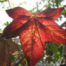 Liquidambar styraciflua 'Moraine'
