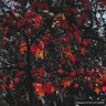 Liquidambar styraciflua 'Moraine'