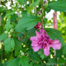 Hibiscus syr. 'Duc de Brabant'