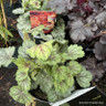 Heuchera 'Indian summer mix' p12