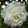 Iceberg - climbing rose