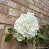 Iceberg - Climbing Rose