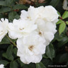 Iceberg - Climbing Rose