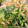 Leucothoe 'Scarletta'