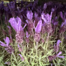 Lavender stoechas 2L