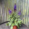 Salvia nem 'Blue Marvel'