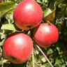 Apple 'Tydeman's Early Worcester' 2-3yr tree on MM106 rootstock (Potted)
