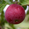 Apple (Malus) 'Kingston Black' 2-3yr old tree on MM106 rootstock - potted