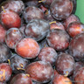 Cherry 'Early Rivers' 2-3yr tree on Colt rootstock (Potted)