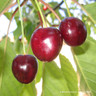 Cherry 'Sylvia' 2yr Bush tree on Colt rootstock (Potted)