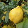 Quince 'Meeches Prolific' 2-3yr tree on Quince A rootstock (Potted)