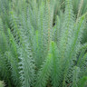 Hippuris vulgaris 2 ltr OXY