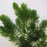 Ceratophyllum demersum loose in a cup