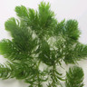 Ceratophyllum demersum loose in a cup