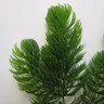 Ceratophyllum demersum loose in a cup