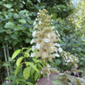 Hydrangea quercifolia 80-100cm (10L)