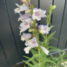 Penstemon 'Sour Grapes'-3L