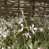 Gaura - mixed varieites (1L)