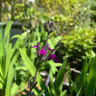 Salvia 'Amethyst Lips' - 5ltr pot
