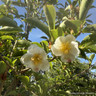 Stewartia rostrata