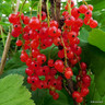 Redcurrant 'Rosetta' (potted)