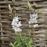 Gaura 'Sparke White'