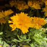 Coreopsis 'Presto' 1.5L
