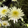 Leucanthemum mixed
