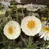 Leucanthemum mixed