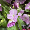 Impatiens 'New Guinea' Mix