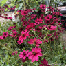 Cosmos astro. 'Cherry Chocolate' 3L
