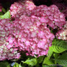 Hydrangea (Pink) 5L SPECIAL